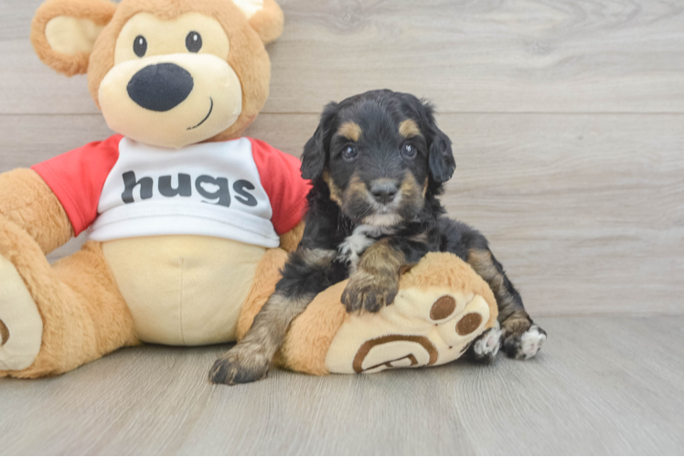 Mini Aussiedoodle Puppy for Adoption