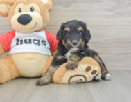 7 week old Mini Aussiedoodle Puppy For Sale - Pilesgrove Pups