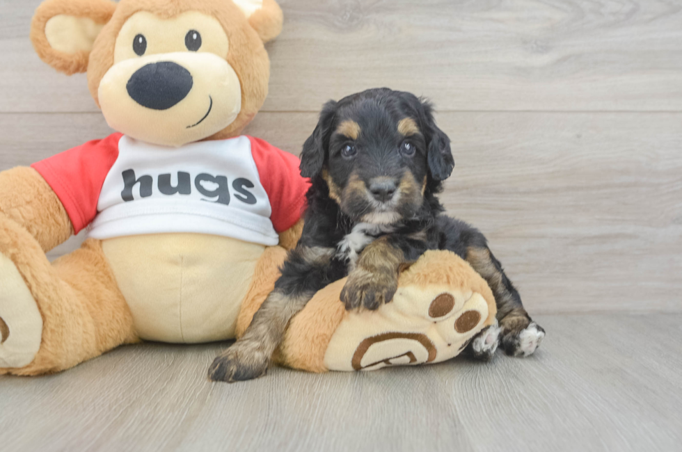 5 week old Mini Aussiedoodle Puppy For Sale - Pilesgrove Pups