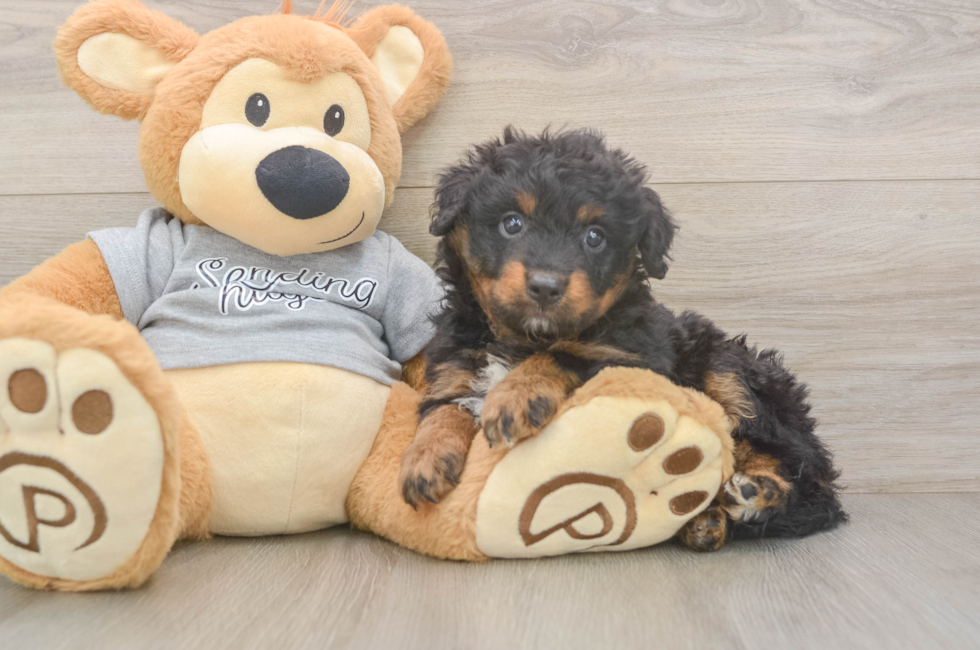 6 week old Mini Aussiedoodle Puppy For Sale - Pilesgrove Pups