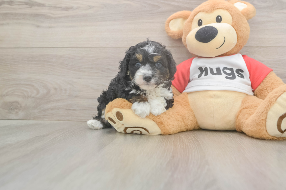 5 week old Mini Aussiedoodle Puppy For Sale - Pilesgrove Pups