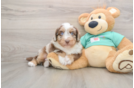 Hypoallergenic Aussiepoo Poodle Mix Puppy