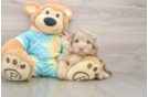 Small Mini Aussiedoodle Baby