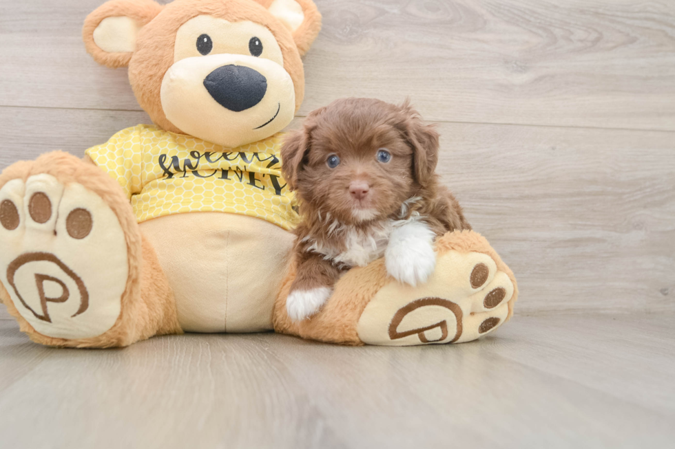Energetic Aussiepoo Poodle Mix Puppy
