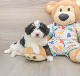 6 week old Mini Aussiedoodle Puppy For Sale - Pilesgrove Pups
