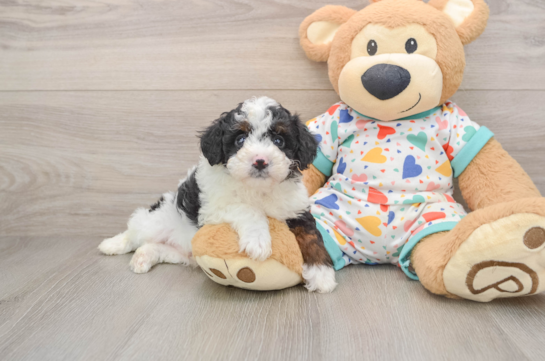 Best Mini Aussiedoodle Baby