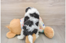 Energetic Aussiepoo Poodle Mix Puppy
