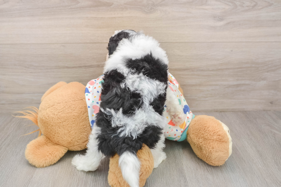 Energetic Aussiepoo Poodle Mix Puppy