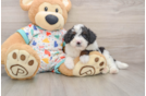 Mini Aussiedoodle Pup Being Cute