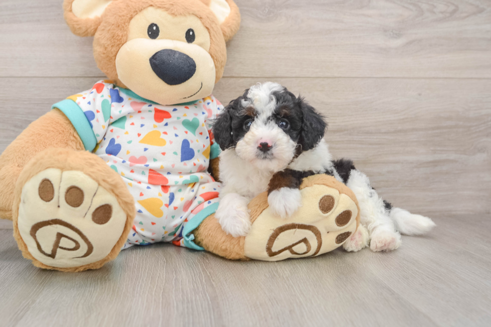 Mini Aussiedoodle Pup Being Cute