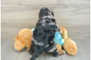 Funny Mini Aussiedoodle Poodle Mix Pup