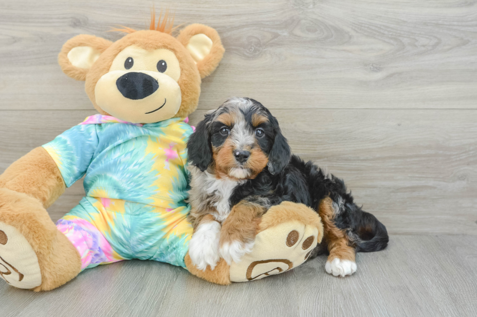 6 week old Mini Aussiedoodle Puppy For Sale - Pilesgrove Pups