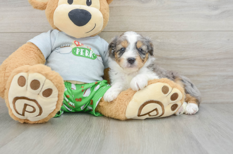 6 week old Mini Aussiedoodle Puppy For Sale - Pilesgrove Pups