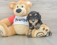 7 week old Mini Aussiedoodle Puppy For Sale - Pilesgrove Pups