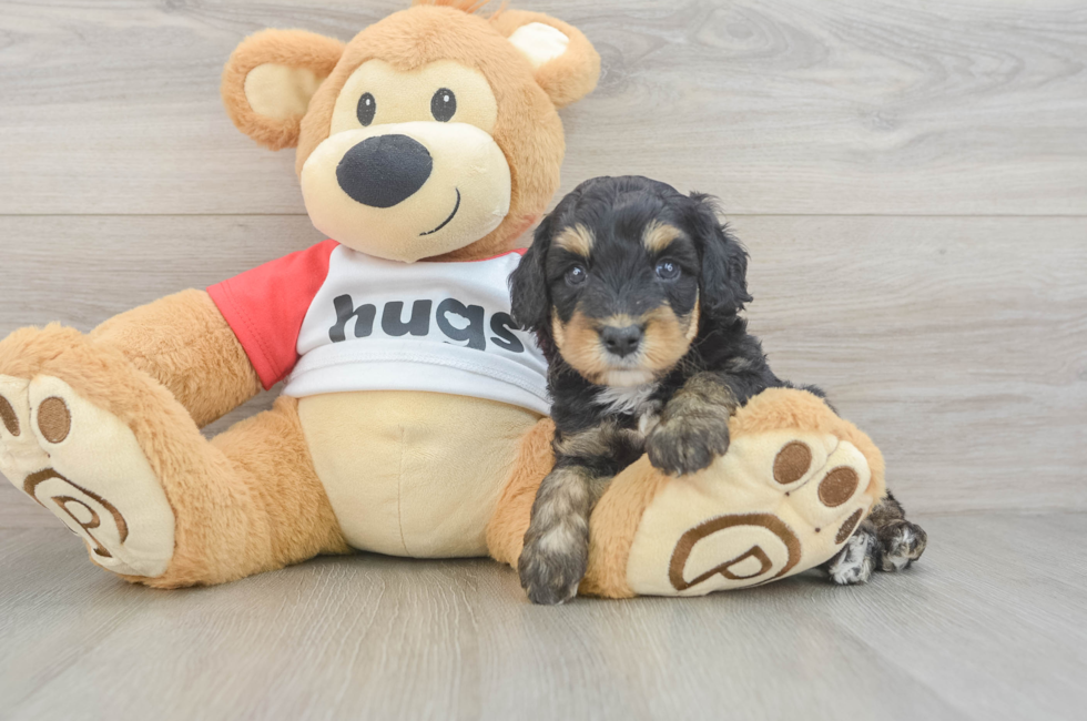 5 week old Mini Aussiedoodle Puppy For Sale - Pilesgrove Pups
