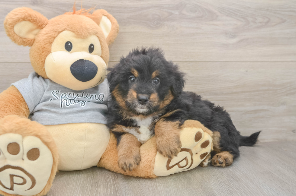 6 week old Mini Aussiedoodle Puppy For Sale - Pilesgrove Pups
