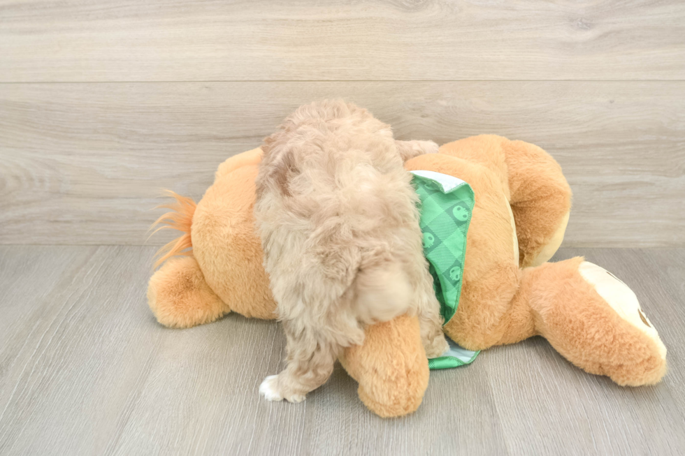 Little Mini Aussiepoo Poodle Mix Puppy