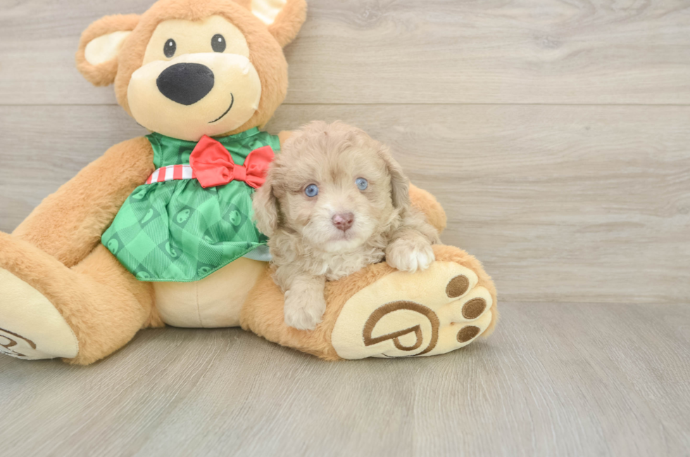 5 week old Mini Aussiedoodle Puppy For Sale - Pilesgrove Pups