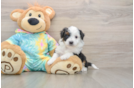 Mini Aussiedoodle Puppy for Adoption