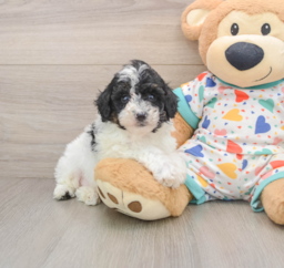 6 week old Mini Aussiedoodle Puppy For Sale - Pilesgrove Pups