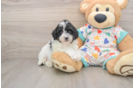 Mini Aussiedoodle Puppy for Adoption