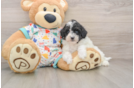 Mini Aussiedoodle Pup Being Cute
