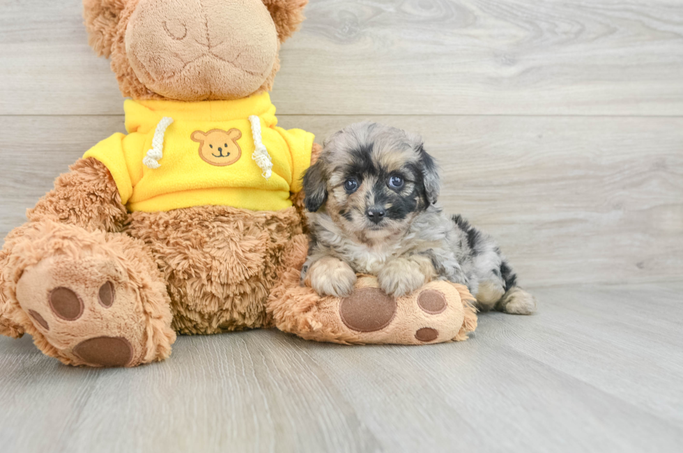 7 week old Mini Aussiedoodle Puppy For Sale - Pilesgrove Pups