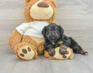 8 week old Mini Aussiedoodle Puppy For Sale - Pilesgrove Pups