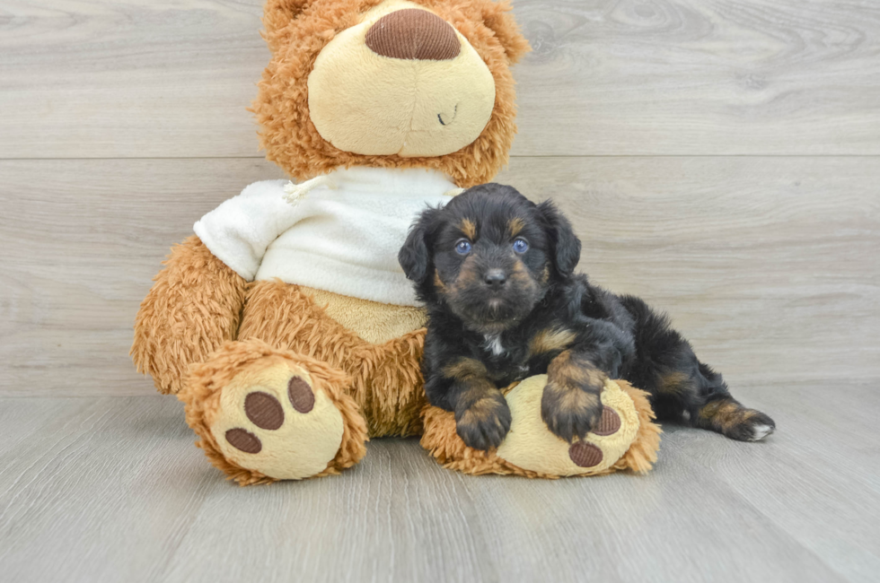 8 week old Mini Aussiedoodle Puppy For Sale - Pilesgrove Pups