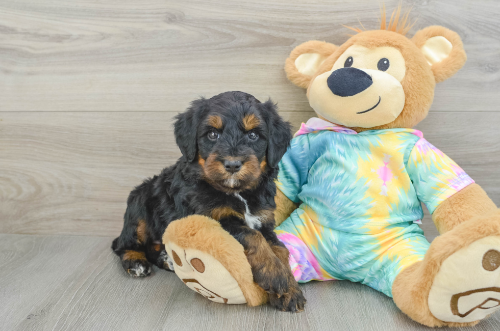 6 week old Mini Aussiedoodle Puppy For Sale - Pilesgrove Pups