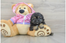 Playful Mini Aussiepoodle Poodle Mix Puppy