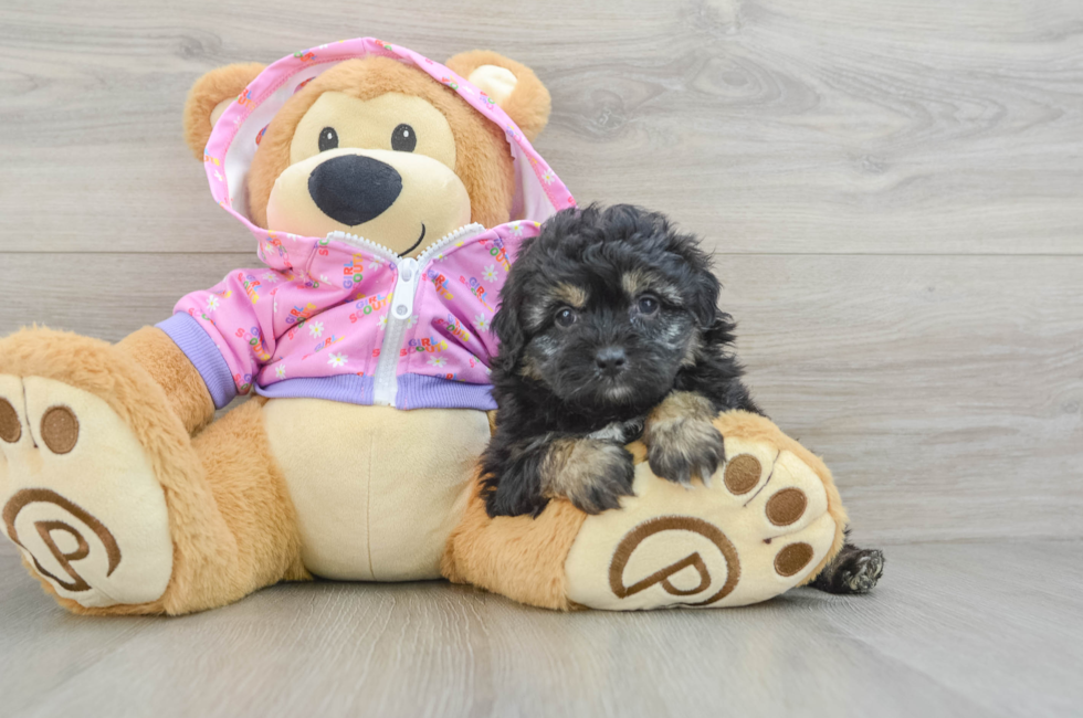 5 week old Mini Aussiedoodle Puppy For Sale - Pilesgrove Pups