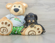 8 week old Mini Aussiedoodle Puppy For Sale - Pilesgrove Pups