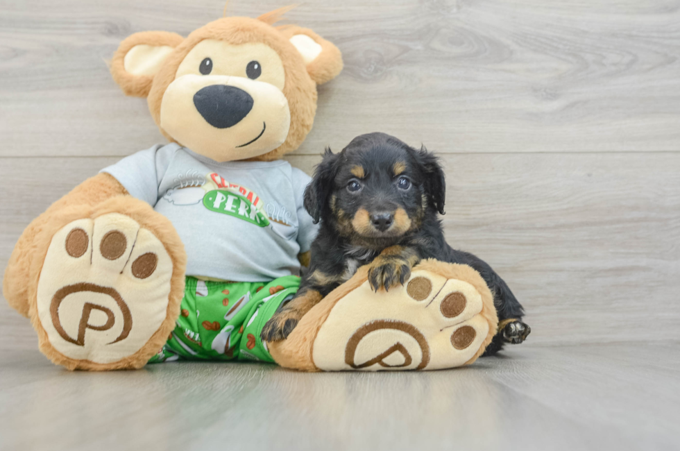 6 week old Mini Aussiedoodle Puppy For Sale - Pilesgrove Pups