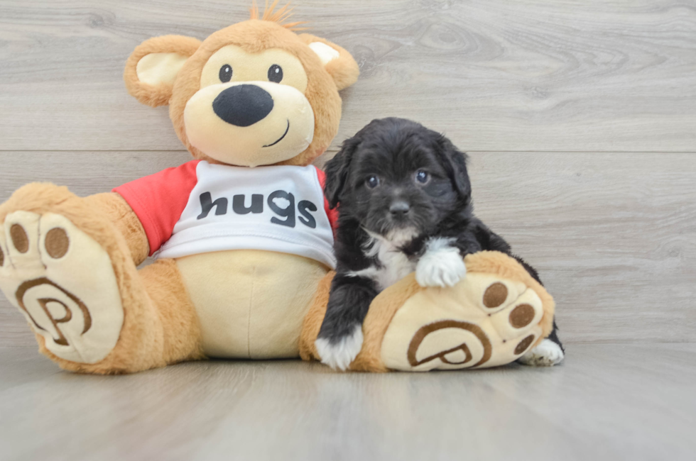 5 week old Mini Aussiedoodle Puppy For Sale - Pilesgrove Pups