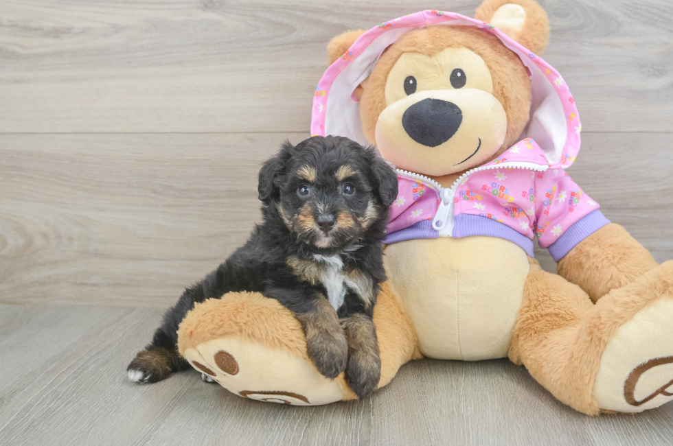 5 week old Mini Aussiedoodle Puppy For Sale - Pilesgrove Pups