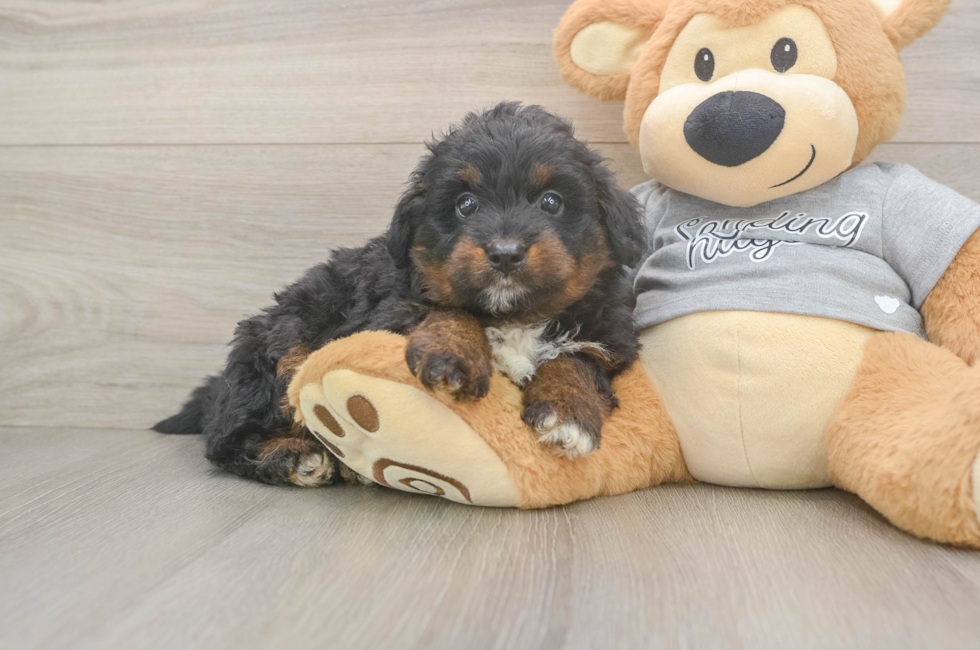 6 week old Mini Aussiedoodle Puppy For Sale - Pilesgrove Pups