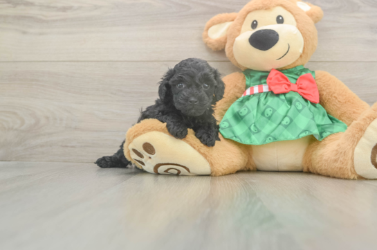 Sweet Mini Aussiedoodle Baby