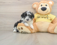 8 week old Mini Aussiedoodle Puppy For Sale - Pilesgrove Pups