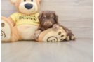 Little Aussiepoo Poodle Mix Puppy