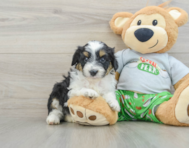 8 week old Mini Aussiedoodle Puppy For Sale - Pilesgrove Pups