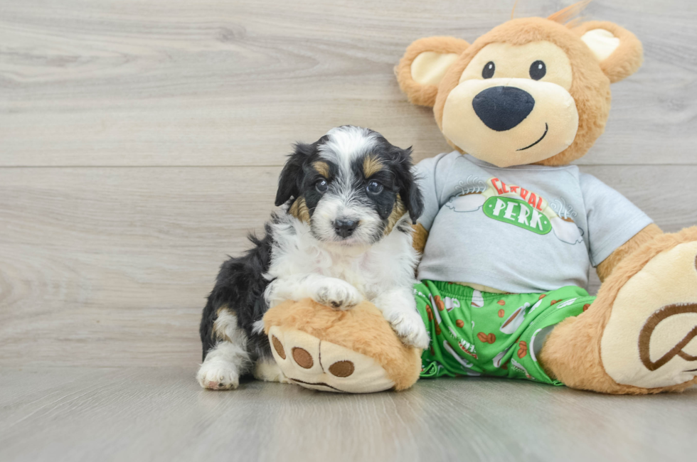 6 week old Mini Aussiedoodle Puppy For Sale - Pilesgrove Pups