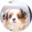 Mini Aussiedoodle Puppies For Sale - Pilesgrove Pups Mini Aussiedoodle Puppies For Sale - Pilesgrove Pups