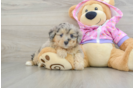 Playful Mini Aussiepoodle Poodle Mix Puppy