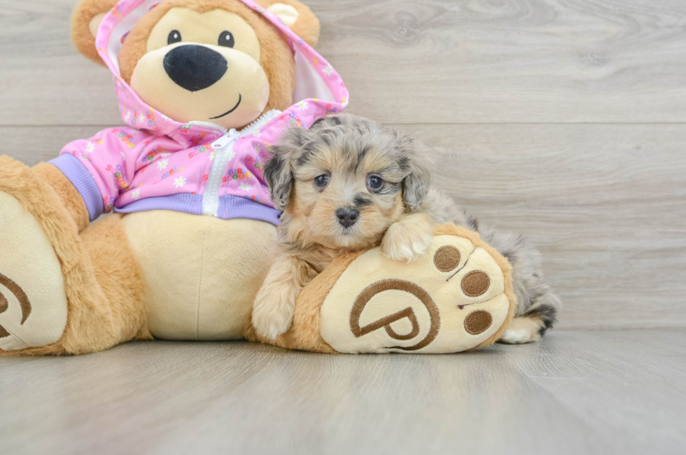 5 week old Mini Aussiedoodle Puppy For Sale - Pilesgrove Pups