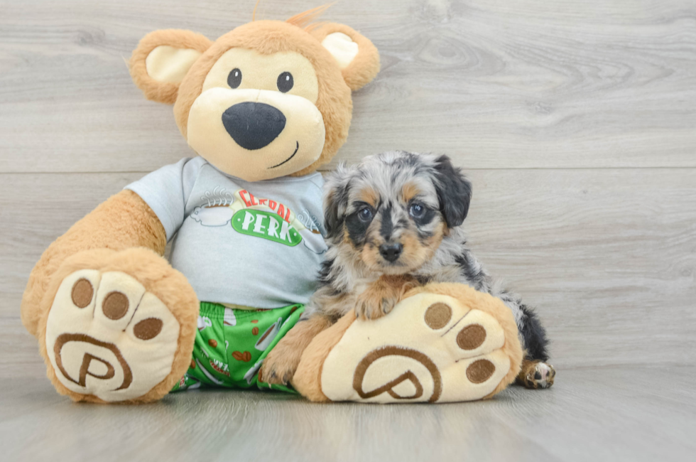 6 week old Mini Aussiedoodle Puppy For Sale - Pilesgrove Pups