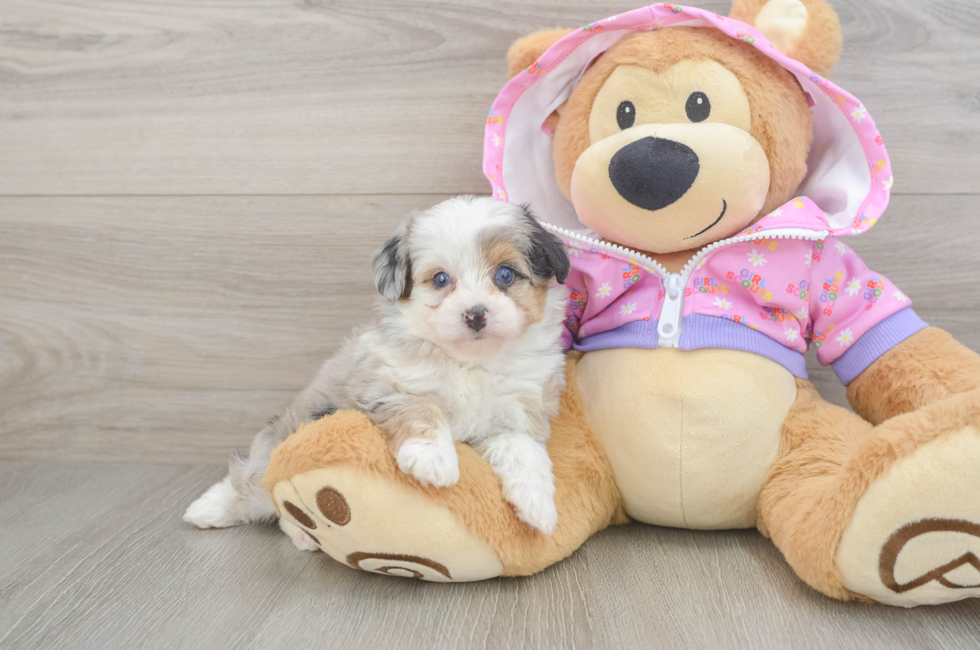 5 week old Mini Aussiedoodle Puppy For Sale - Pilesgrove Pups