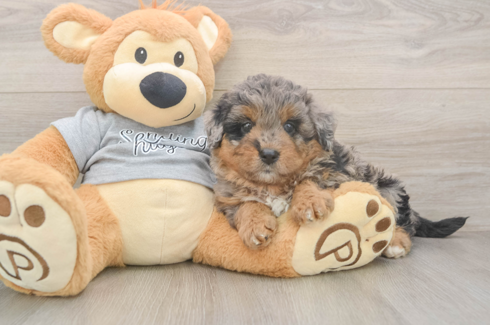 6 week old Mini Aussiedoodle Puppy For Sale - Pilesgrove Pups