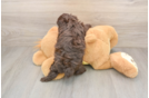 Mini Aussiedoodle Puppy for Adoption