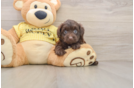 Adorable Aussiepoo Poodle Mix Puppy